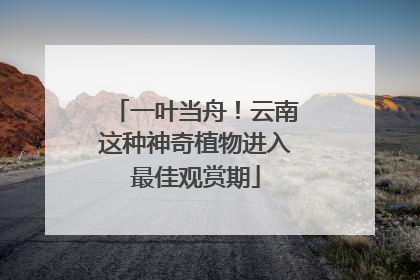 一叶当舟！云南这种神奇植物进入最佳观赏期
